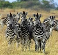 5. Botswana from C to Z